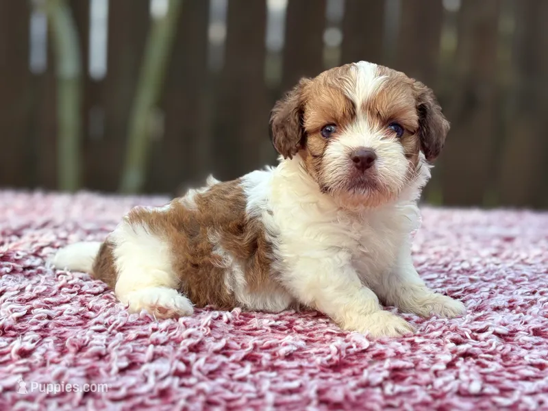 Jack – Shihpoo puppy for sale in Kentwood, LA
