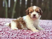 Jack, a male Shihpoo for sale in Kentwood, LA – 1 of 2
