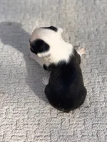 Odie , a male Boston Terrier for sale in Kentwood, LA – 3 of 6