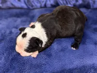 Max , a male Boston Terrier for sale in Kentwood, LA – 4 of 4