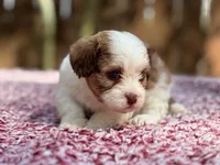 Mable , a female Shihpoo for sale in Kentwood, LA – 2 of 6