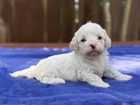 Frankie, a male Maltipoo for sale in Kentwood, LA – 4 of 6