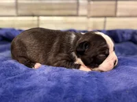 Pearl, a female Boston Terrier for sale in Kentwood, LA – 3 of 3