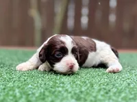 Tinkerbell, a female Cockapoo for sale in Kentwood, LA – 6 of 7