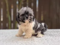 Peaches , a female Shih Tzu for sale in Kentwood, LA – 5 of 8