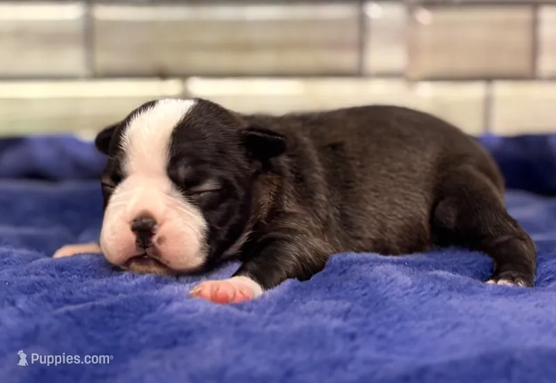 Pearl – Boston Terrier puppy for sale in Kentwood, LA