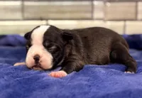 Pearl, a female Boston Terrier for sale in Kentwood, LA – 1 of 3