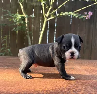 Bruno , a male Boston Terrier for sale in Kentwood, LA – 5 of 6