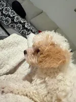 Teddy , a male Maltipoo for sale in Kentwood, LA – 2 of 7