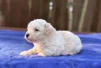 Jasper, a male Maltipoo for sale in Kentwood, LA – 2 of 3