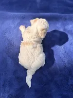 Max, a male Maltipoo for sale in Kentwood, LA – 4 of 4