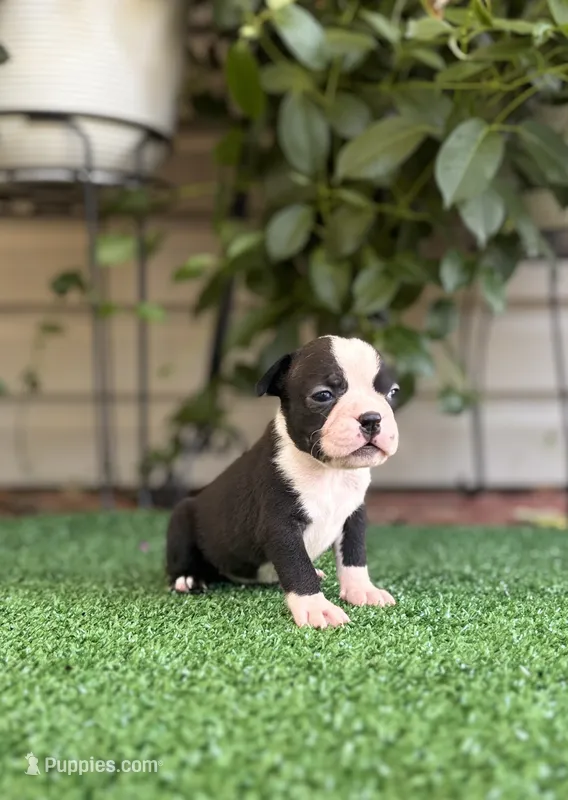 Daisy  – Boston Terrier puppy for sale in Kentwood, LA