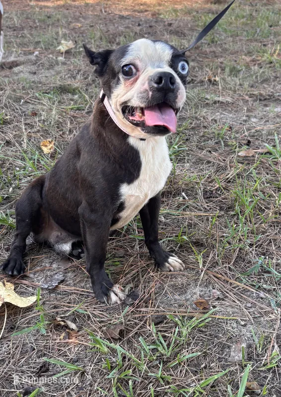 Raylen  – Boston Terrier puppy for sale in Kentwood, LA