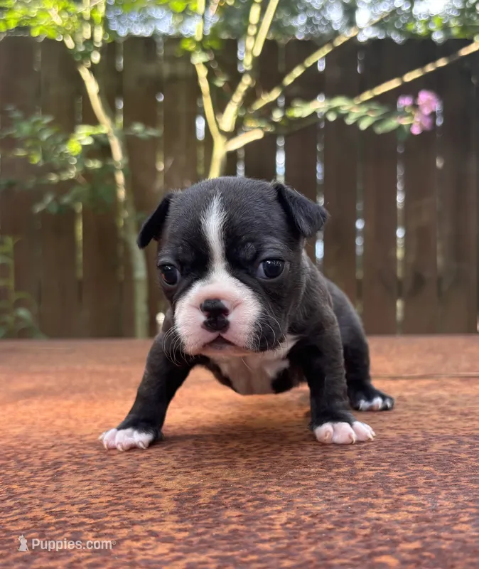 Bruno  – Boston Terrier puppy on hold in Kentwood, LA