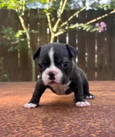 Bruno , a male Boston Terrier for sale in Kentwood, LA – 1 of 6