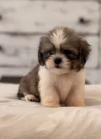 Nash, a male Shih Tzu for sale in Kentwood, LA – 3 of 6