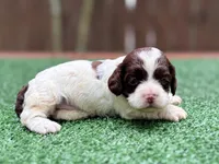 Tinkerbell, a female Cockapoo for sale in Kentwood, LA – 5 of 7