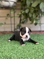 Petunia , a female Boston Terrier for sale in Kentwood, LA – 6 of 8