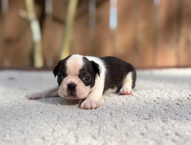 Jasper  – Boston Terrier puppy for sale in Kentwood, LA