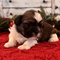 Mobby, a male Shih Tzu for sale in Kentwood, LA – Photo 4 of 5