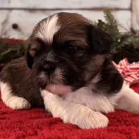 Mobby, a male Shih Tzu for sale in Kentwood, LA – Photo 2 of 5