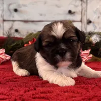 Mobby, a male Shih Tzu for sale in Kentwood, LA – Photo 5 of 5