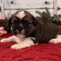 Mobby, a male Shih Tzu for sale in Kentwood, LA – Photo 1 of 5