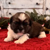 Mobby, a male Shih Tzu for sale in Kentwood, LA – Photo 3 of 5