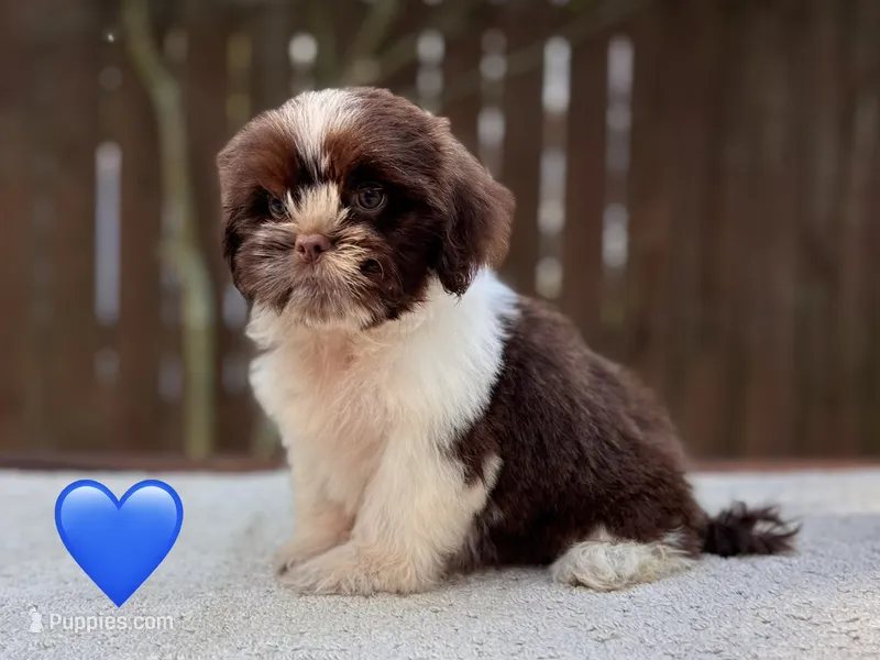 Jack – Shih Tzu puppy for sale in Kentwood, LA