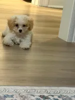 Teddy , a male Maltipoo for sale in Kentwood, LA – 6 of 7