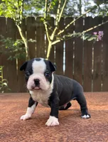 Max , a male Boston Terrier for sale in Kentwood, LA – 1 of 4