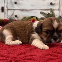 Toby, a male Shih Tzu for sale in Kentwood, LA – Photo 5 of 5