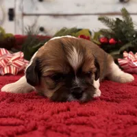 Toby, a male Shih Tzu for sale in Kentwood, LA – Photo 2 of 5