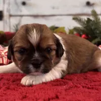 Toby, a male Shih Tzu for sale in Kentwood, LA – Photo 1 of 5