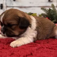 Toby, a male Shih Tzu for sale in Kentwood, LA – Photo 3 of 5