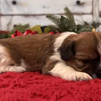 Toby, a male Shih Tzu for sale in Kentwood, LA – Photo 4 of 5