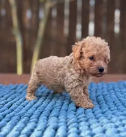 Louie, a male Poodle - Toy  for sale in Kentwood, LA – 3 of 3