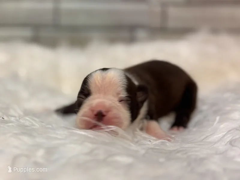 Bella – Boston Terrier puppy on hold in Kentwood, LA