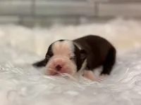 Bella, a female Boston Terrier for sale in Kentwood, LA – 1 of 5