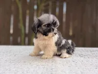 Peaches , a female Shih Tzu for sale in Kentwood, LA – 8 of 8
