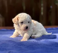 Max, a male Maltipoo for sale in Kentwood, LA – 2 of 4