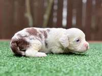 Milo , a male Cockapoo for sale in Kentwood, LA – 6 of 9