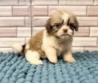 Suku, a female Shih Tzu for sale in Kentwood, LA – 1 of 2