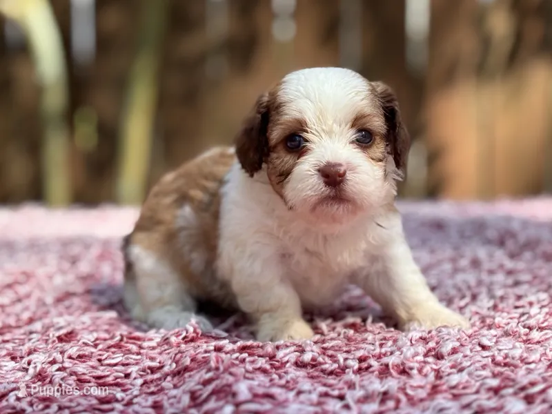 Mable  – Shihpoo puppy on hold in Kentwood, LA