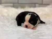 Prissy, a female Boston Terrier for sale in Kentwood, LA – 6 of 6