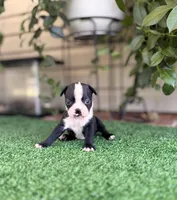 Petunia , a female Boston Terrier for sale in Kentwood, LA – 5 of 8