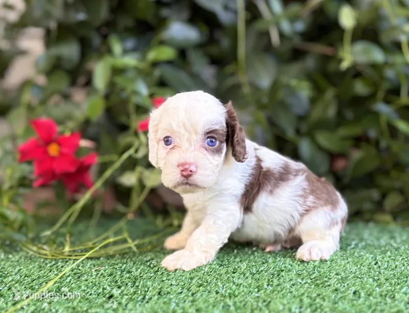 Milo  – Cockapoo puppy for sale in Kentwood, LA