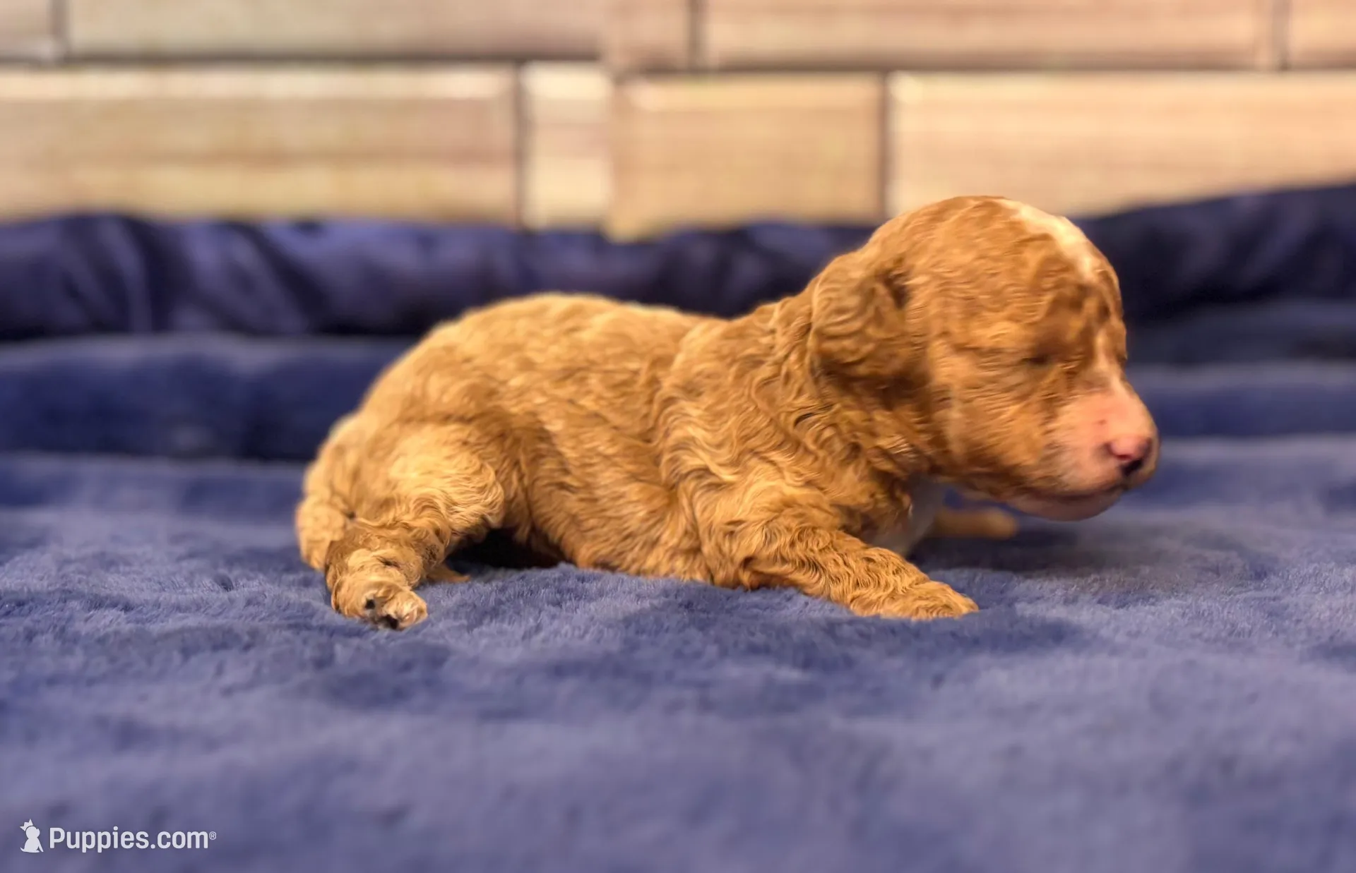 Jasper, a male Maltipoo and Poodle - Toy  for sale in Kentwood, LA – Photo 3 of 6