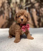 Bentley , a male Poodle - Toy  for sale in Kentwood, LA – 5 of 5