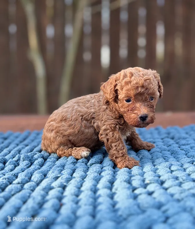 Bentley  – Poodle - Toy  puppy for sale in Kentwood, LA